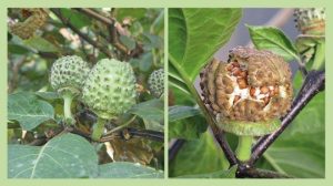 Buah Kecubung: Antara Ritual, Racun, dan Kematian