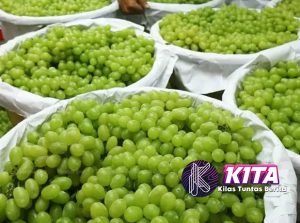 Anggur Muscat