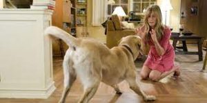 Dogs Are People Too Film Lucu yang Bikin Hati Meleleh!v