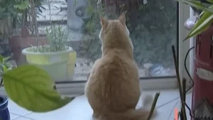 Kucing Bukan Rich Peliharaan: Ini 7 Manfaatnya!